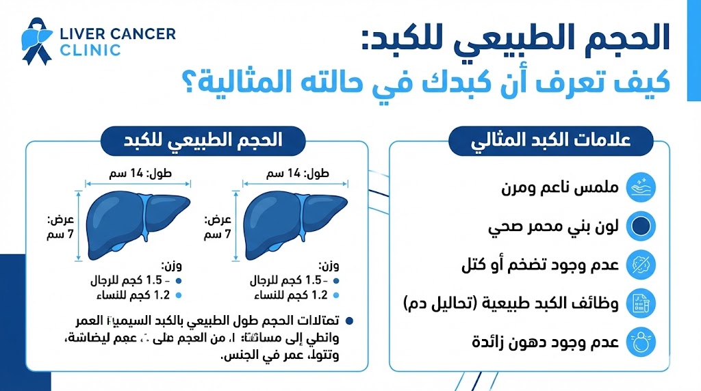 الحجم الطبيعي للكبد: كيف تعرف أن كبدك في حالته المثالية؟