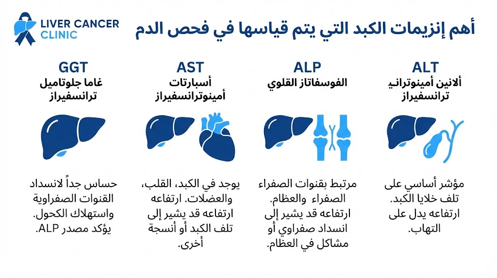 أهم إنزيمات الكبد التي يتم قياسها في فحص الدم